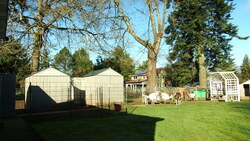 Backyard Goats: Preview Instructional Video