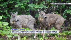 Beardsley Zoo welcomes rare Chinese Gorals News Clip