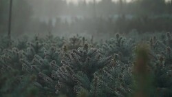 Automatic watering of small pines Stock Footage