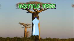I WONDER - What Is A Baobab Tree? Instructional Video