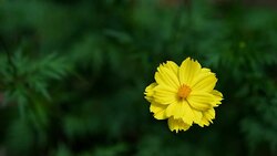 Background Nature Mexican Aster or Yellow Cosmos Flower. video Slow Motion Stock Footage