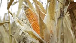 Sweet corn Stock Footage