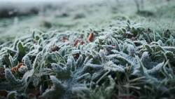 I WONDER - Are There Different Types Of Frost? Instructional Video