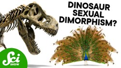 How Do We Figure Out The Sex ... Of A Fossil? Instructional Video