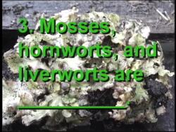 Plants in Our Lives: Video Quiz Instructional Video