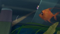 The Aquarium Instructional Video