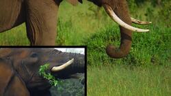 I WONDER - How Much Do Elephants Eat? Instructional Video