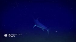 Swordfish are moving north in Canadian waters News Clip