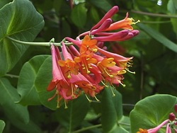 Los fundamentos de la ecología: roles en el ecosistema Instructional Video