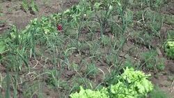 Watering vegetable garden in slow motion 250fps Stock Footage