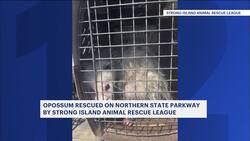 Opossum brought to safety after being trapped in traffic News Clip