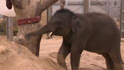 New elephant welfare tool rolled out in zoos News Clip
