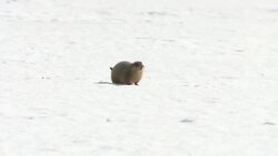 How is the Yukon's warm weather affecting hibernating animals? News Clip