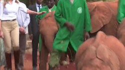 Elephant bumps into US First Lady during Kenya visit Instructional Video