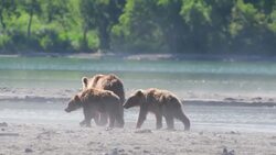 Brown Bears in the Wild: Incredible Drone-Captured Scenes Stock Footage