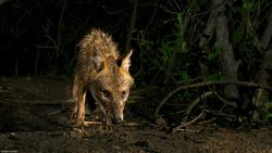 Ashwin Naidu: The link between fishing cats and mangrove forest conservation Instructional Video