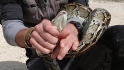 Python BITES and STRIKES! Instructional Video