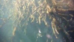 Underwater at Cenote in the Yucatán Peninsula, Mexico Stock Footage