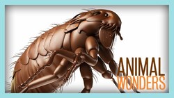 Fleas! Instructional Video