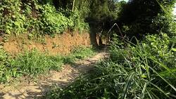 Young woman trail runner running on tropical forest trail in the morning.slow motion Stock Footage