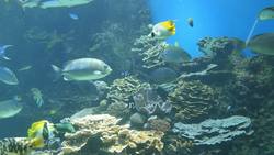 Water Smart: Water as a Natural Resource - Ecosystems Instructional Video