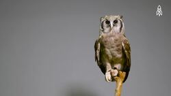 Kamaria, The Majestic Milky Eagle Owl of Africa Instructional Video