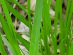 Understanding Volume and Mass Instructional Video