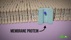 We Finally Know How Anesthesia Works Instructional Video