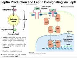 Leptin Function, Signaling via the LepR, & Overall Physiological Effects Instructional Video