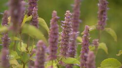 What’s a rain garden and how can it help soak up extra water? Instructional Video