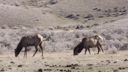 Understanding the ecological role of wolves in Yellowstone National Park - Science Nation Instructional Video