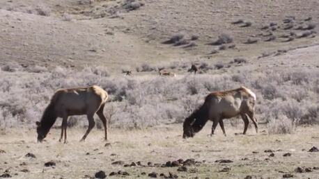 Understanding the ecological role of wolves in Yellowstone National Park - Science Nation