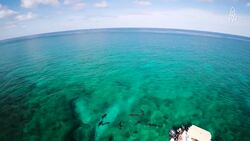 Jillian Morris, Champion of Shark Conservation and the Wonders of Bimini's Waters Instructional Video