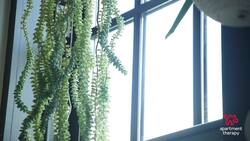 Caring for Your Jade Plant | The Plant Doctor Instructional Video