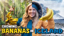 How do Bananas grow...in Iceland?! Instructional Video