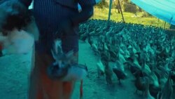 CLEAN : India culls tens of thousands of birds over avian flu outbreak News Clip