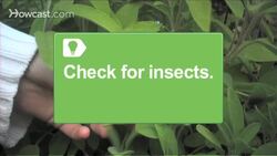 How to Keep Fresh Herbs Alive over the Winter Instructional Video