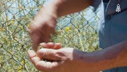 Urban Foraging, Turning Weeds into Meals Instructional Video
