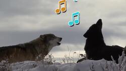 I WONDER - Why Do Wolves Howl? Instructional Video