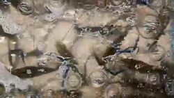 Harvesting tiger prawns form commercial prawn farm Stock Footage