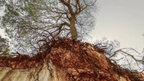 Soil: The Skin of the Earth