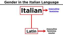 Gender in the Italian Language Instructional Video