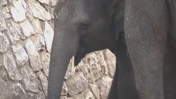 Why Israel wants the extinct woolly mammoth reclassified as "endangered" News Clip