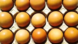 Eggs in a carton package Stock Footage