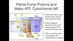 Cytochrome b6f Proton Pumping and ATP Synthesis Instructional Video