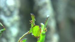An Up-Close Look at the Subterranean Fungus Chambers of a Leaf Cutter Nest Instructional Video
