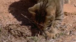 Bushwhacked! - Series 3 - Episode 1 (Wedge-Tailed Eagle) Instructional Video