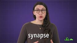 How Much Data Can Our Brains Store? Instructional Video