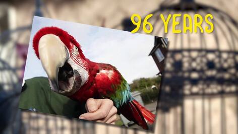 Secrets of Longevity: The Fascinating Lives of Parrots and Their Colorful Pasts
