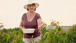 An elderly woman collects raspberries at sunset. Organic food. Stock Footage